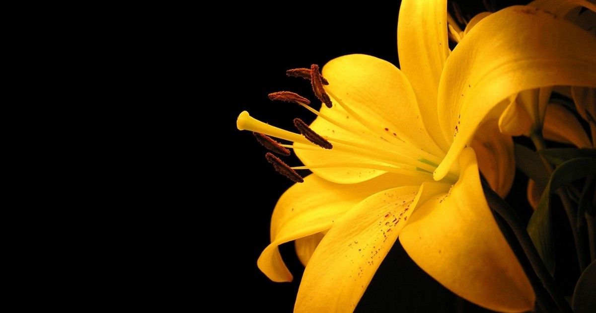 Lưu ý 5 loại hoa TUYỆT ĐỐI KHÔNG chưng lên bàn thờ
