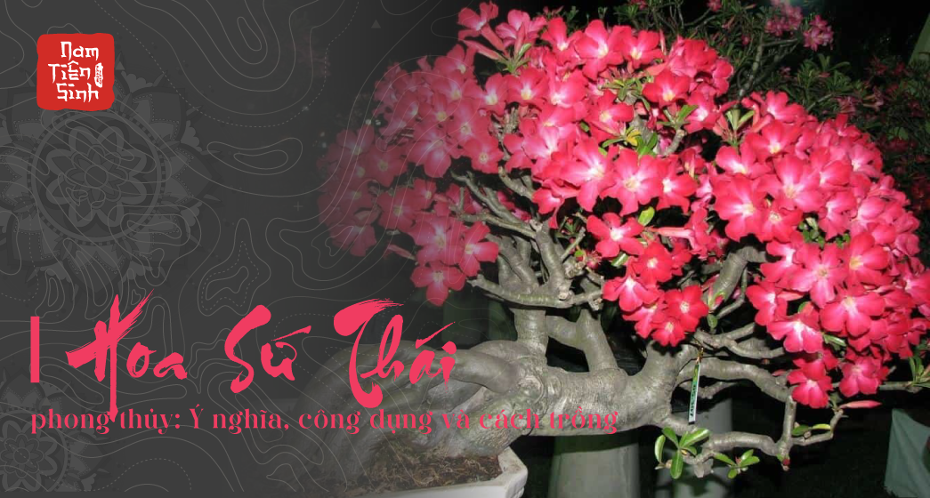 Ý NGHĨA HOA SỨ  HOA ĐẠI LOÀI HOA MANG Ý NGHĨA NHÂN SINH TỐT ĐẸP  Hanoi  Florist